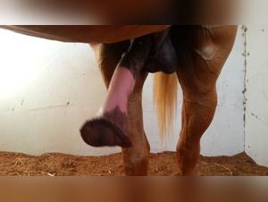 The Best Zoophilic Porn Videos: Your Exclusive Source