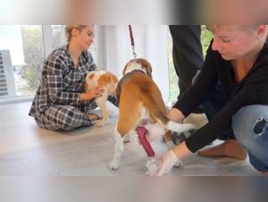 Collection of semen from beagle dogs