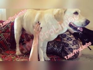 Unveiling Canine Desires