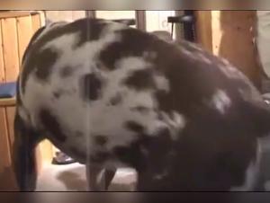 Jenny and her canine friend in an extreme zoophilia video