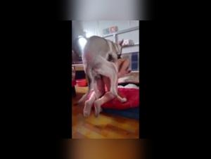 A Bestial and Exciting Experience: Sex with a Dog