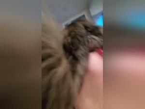 Bestiality in a hotel: Unfaithful woman indulges in extreme acts