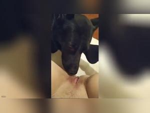Zoophilia video: a submissive woman gets licked by a dog