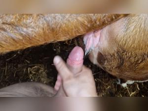 Bizarre Encounters: Animal & Human