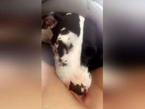 licking dog while watching xxxxx, intense