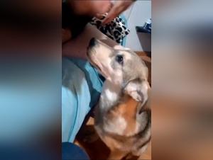 animalporno georgie dog