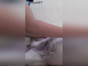 délices animales : elle léche son chien
