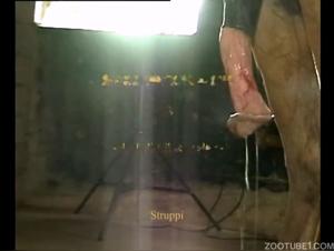 Animal Abuse: Crossing Lines of Desire