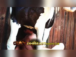 Extreme zoophilia scene: Stallion and Knotty PT 2