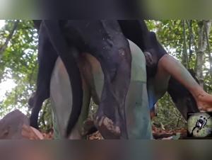 Dog fucks woman hardcore