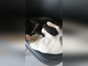 Unveiling Taboos: Animal Intimacy