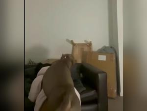 Dog Deepthroat TikTok Beast: Xtreme Zoophile Action HD