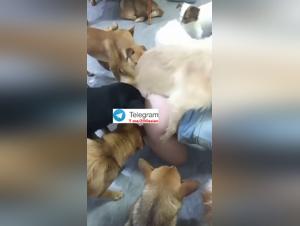Asian Dog Group Sex - Foursome Extreme Part 2