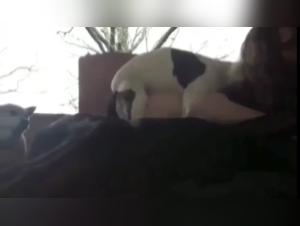 First Sex Experience with a Dog - A Conquered Young Woman