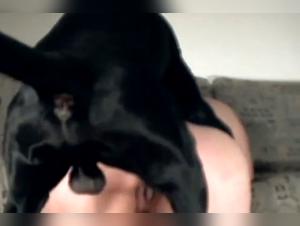 Bestial sex: a woman and a dog in a shocking video