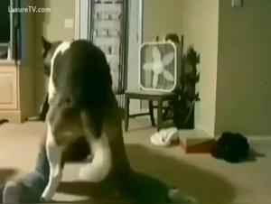 Woman and dog in bestiality video