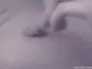 Sex mit Hunden Videos - Zooskool Inke