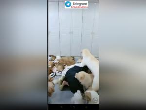 Salope chinoise baise chien 1