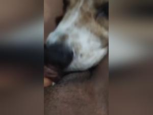Chien léche un gros clito d'une Brésilienne