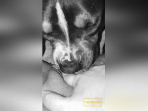 Hure & Hund - Teil 1