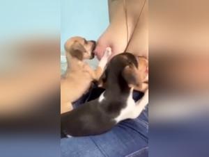 Shocking video: a woman and her dog