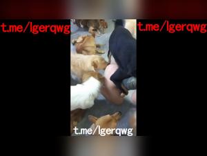 Asian Zoochat: Chinese Wife Destroys In Dog Gangbang Orgies
