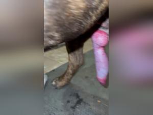 The Big Sex Scene with the Long-Tailed Slut Dog and Her Big Cock