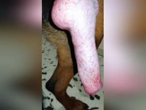 Bestiality Video - Huge Dog's Cock