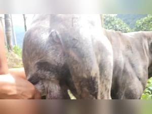 Beastiality and Salty Sex: Animal sex video porn