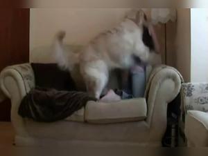 Bestiality: A Woman and Her Dog