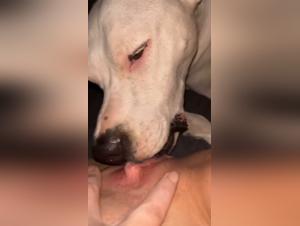 Dog licks his mistress' pussy