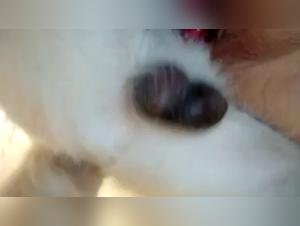 Puta Española con su Perro - Videos de sexo extremo