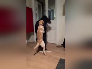 passion between human and animal