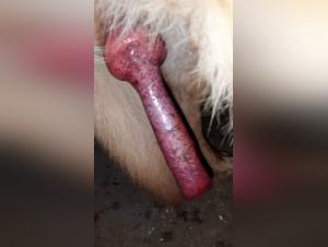 Woman and dog: a beastly encounter