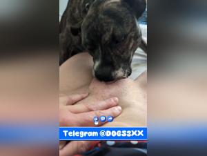 Telegram: Dog licking this young woman's pussy