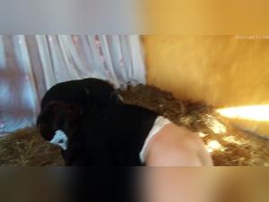 wild dog sex, hardcore videos