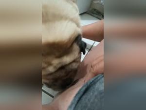 josy prisonnee par son chien