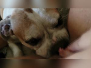 Girl Dog Licking Hardcore