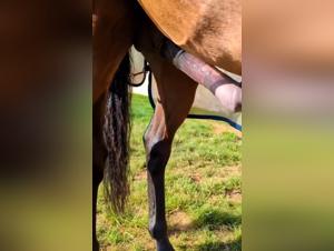 horse begs for more, condom breach