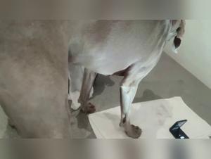 ChicasSuccionanPerros, FiebreAnimal
