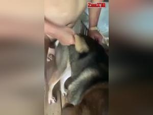 Bestial encounter: a man and a female dog