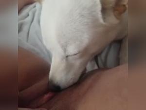 Shocking dog sex videos