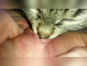 Submissive female dog gets licked by her master on all fours