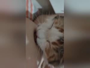 forbidden animal practices