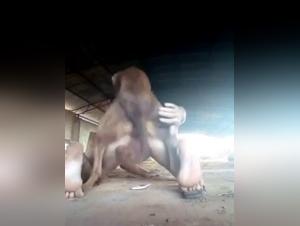 Woman and dog in the tropical forest: an intense zoophilia video