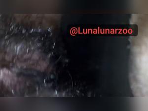 Forbidden Desires: Exploring Zoophilia