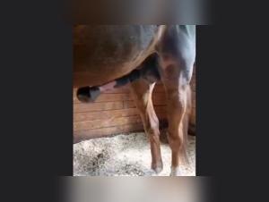 Horse in Excitement: A Bestial and Intense Encounter