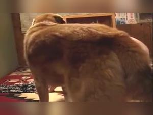 Redhead slut pounded hard by trained dogs