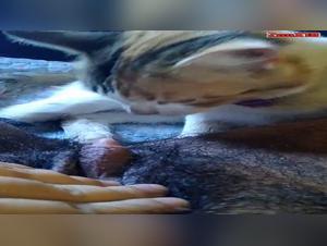 Zoophilia: A female dog submissive to her canine master