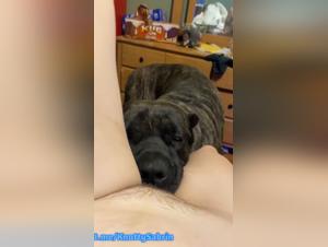 Dog Licks Pussy